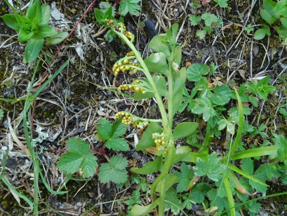 Ophioglossaceae.  Botrychium lunaria