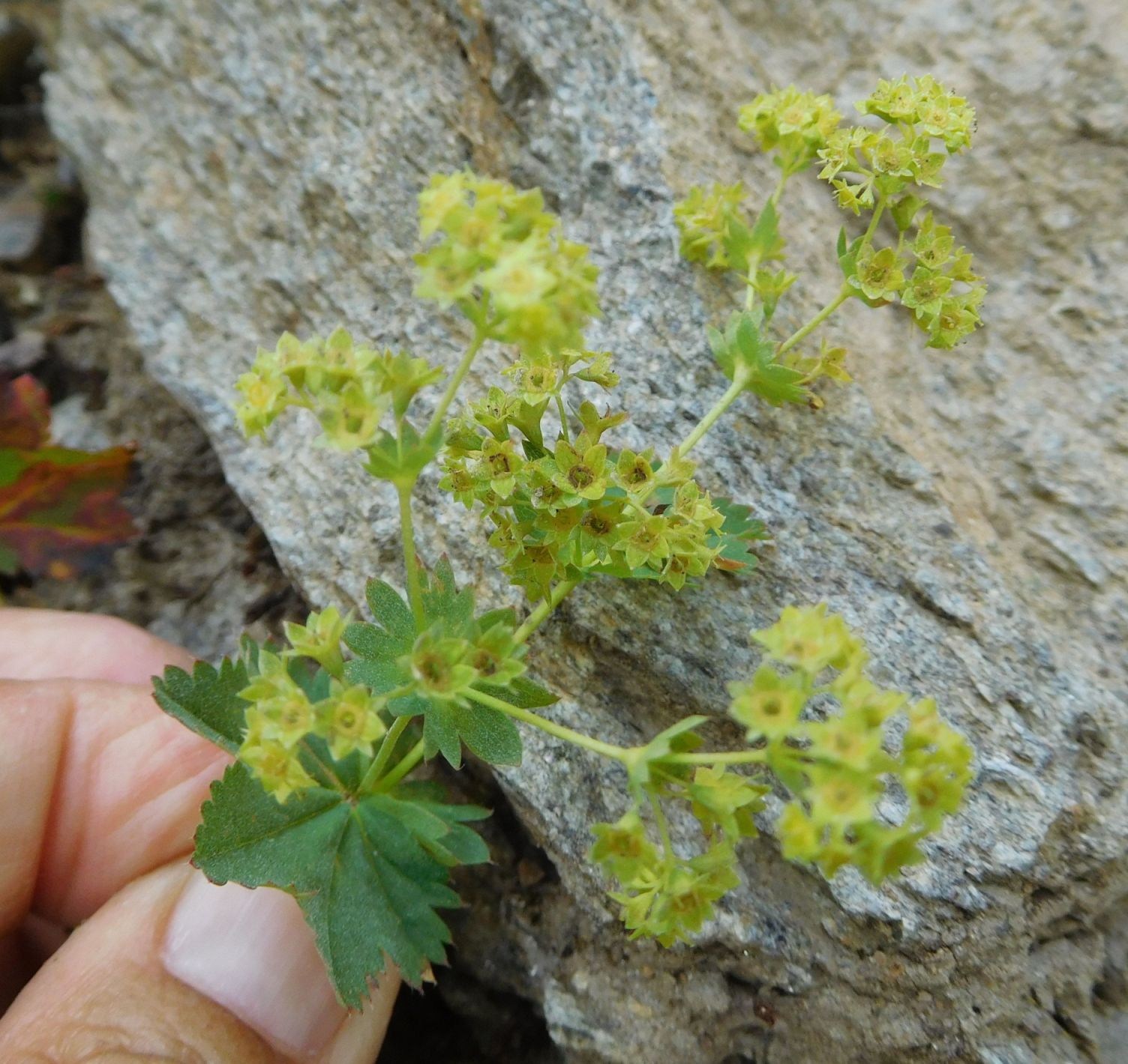 Alchemilla sp. (Rosaceae)