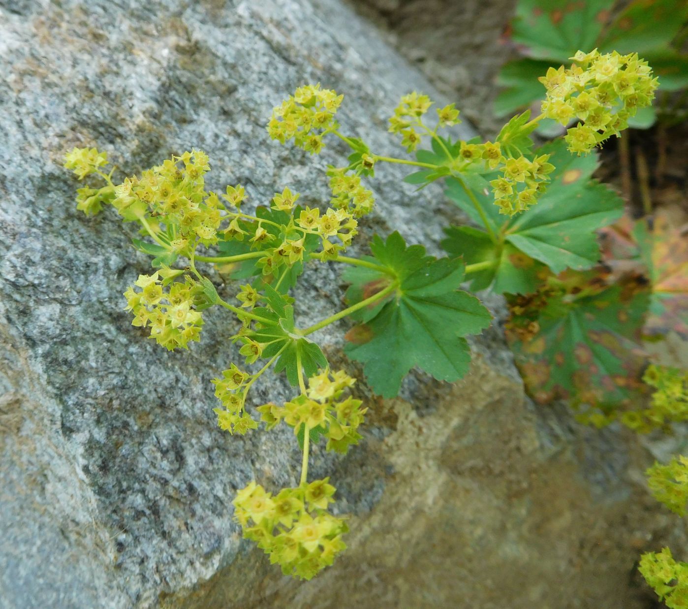 Alchemilla sp. (Rosaceae)