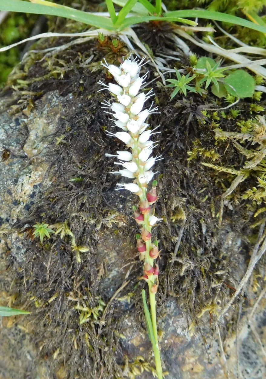 Bistorta vivipara  (ex Polygonum viviparum)