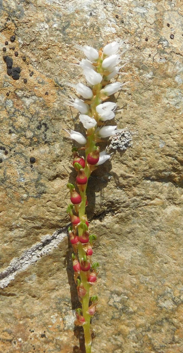 Bistorta vivipara  (ex Polygonum viviparum)
