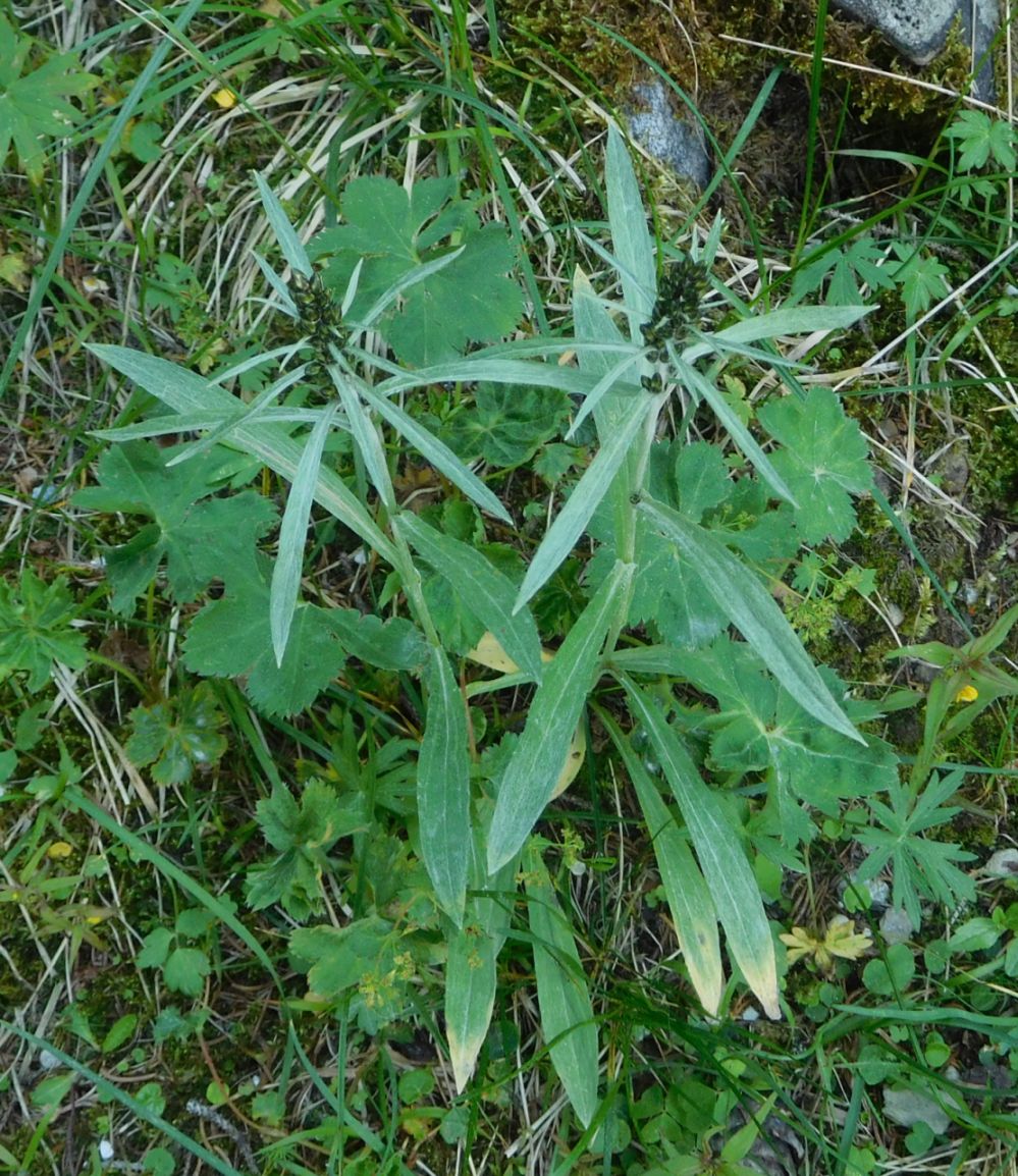 Omalotheca sylvatica (=Gnaphalium sylvaticum) / Canapicchia comune