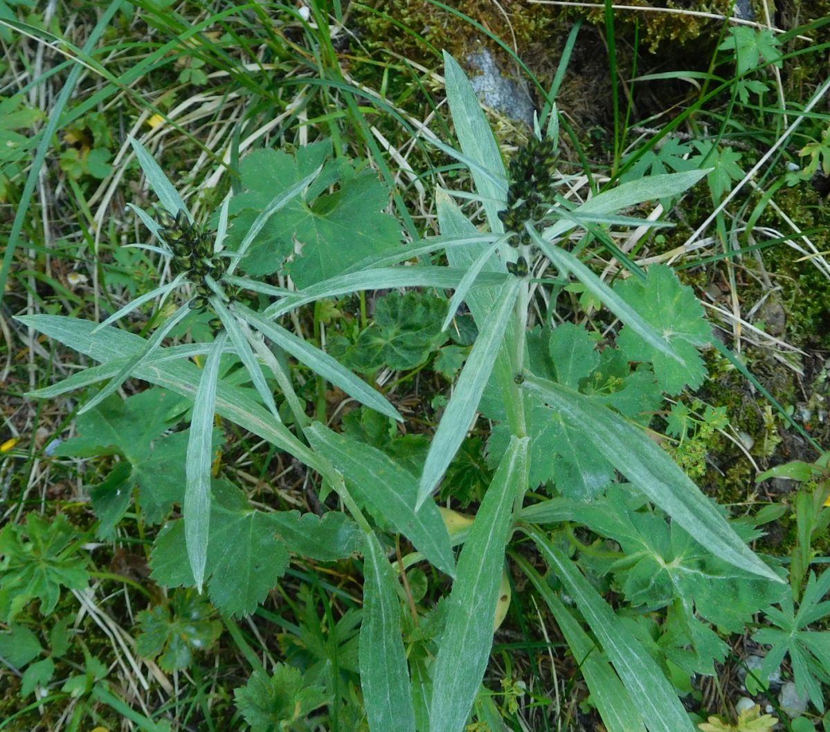 Omalotheca sylvatica (=Gnaphalium sylvaticum) / Canapicchia comune