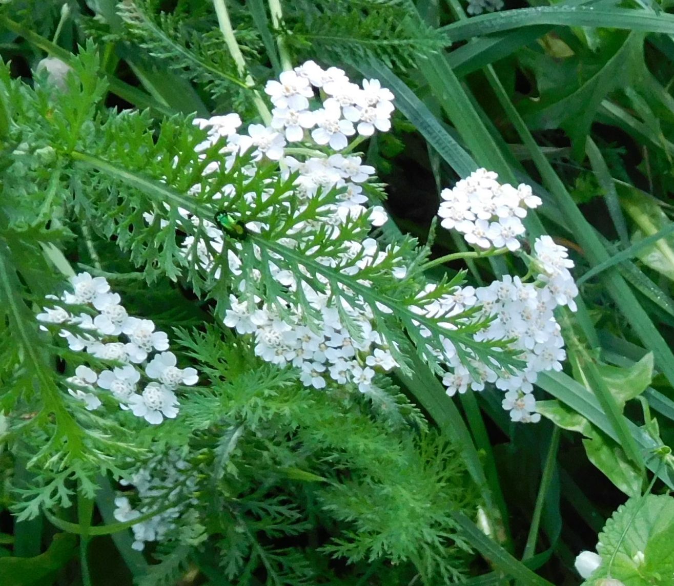 Achillea (Asteraceae)