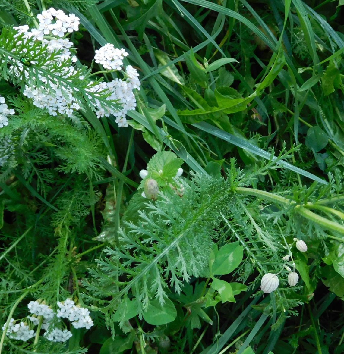 Achillea (Asteraceae)