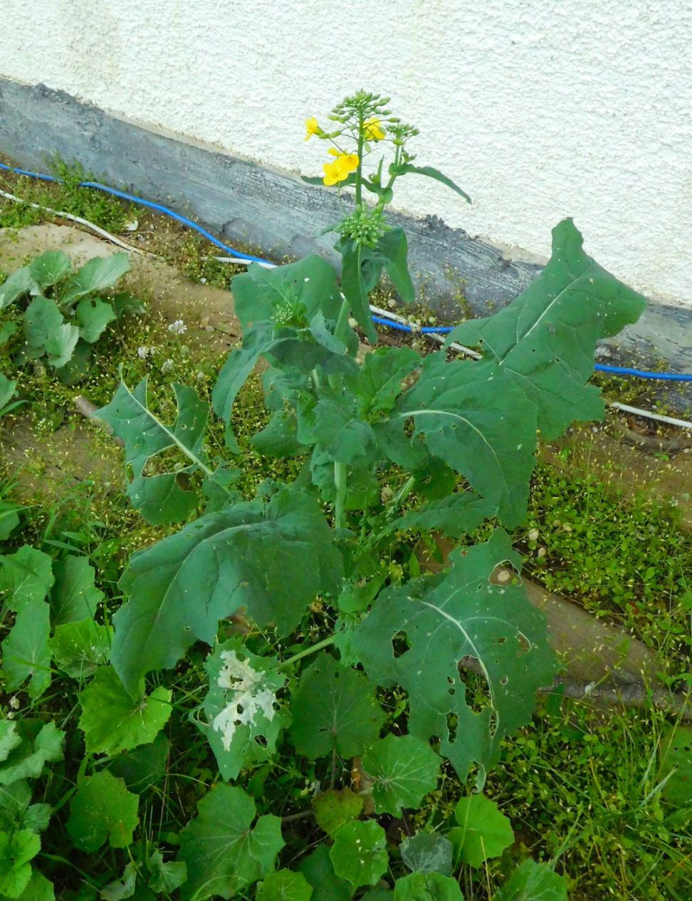 Brassica napus