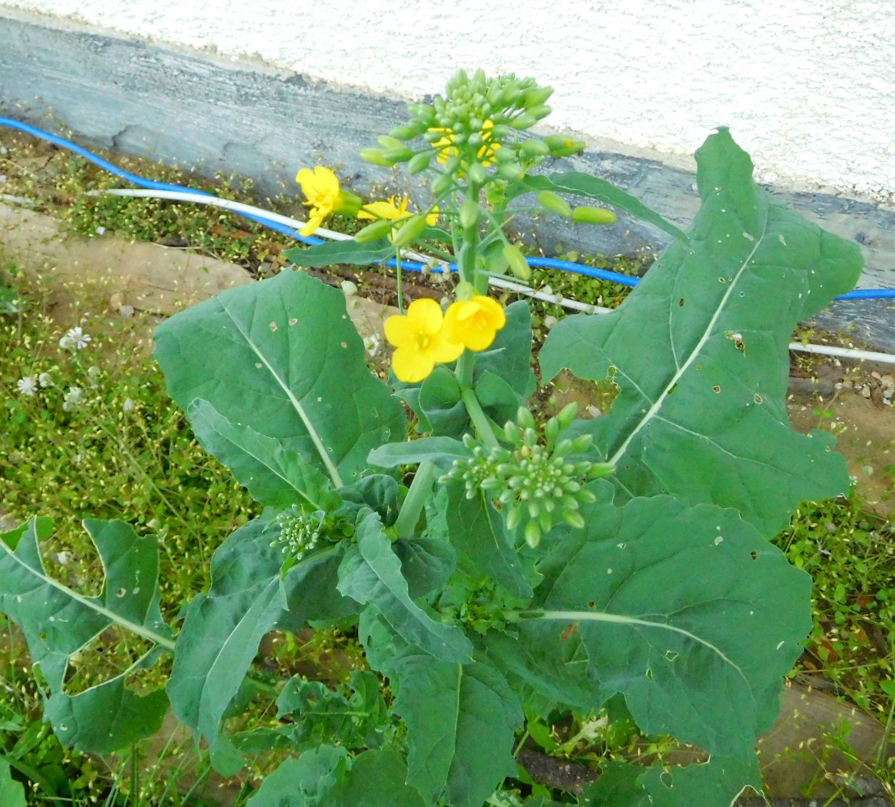 Brassica napus