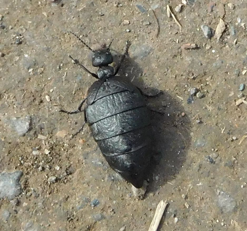 Meloidae: Meloe sp., M. mediterraneus (cfr.)