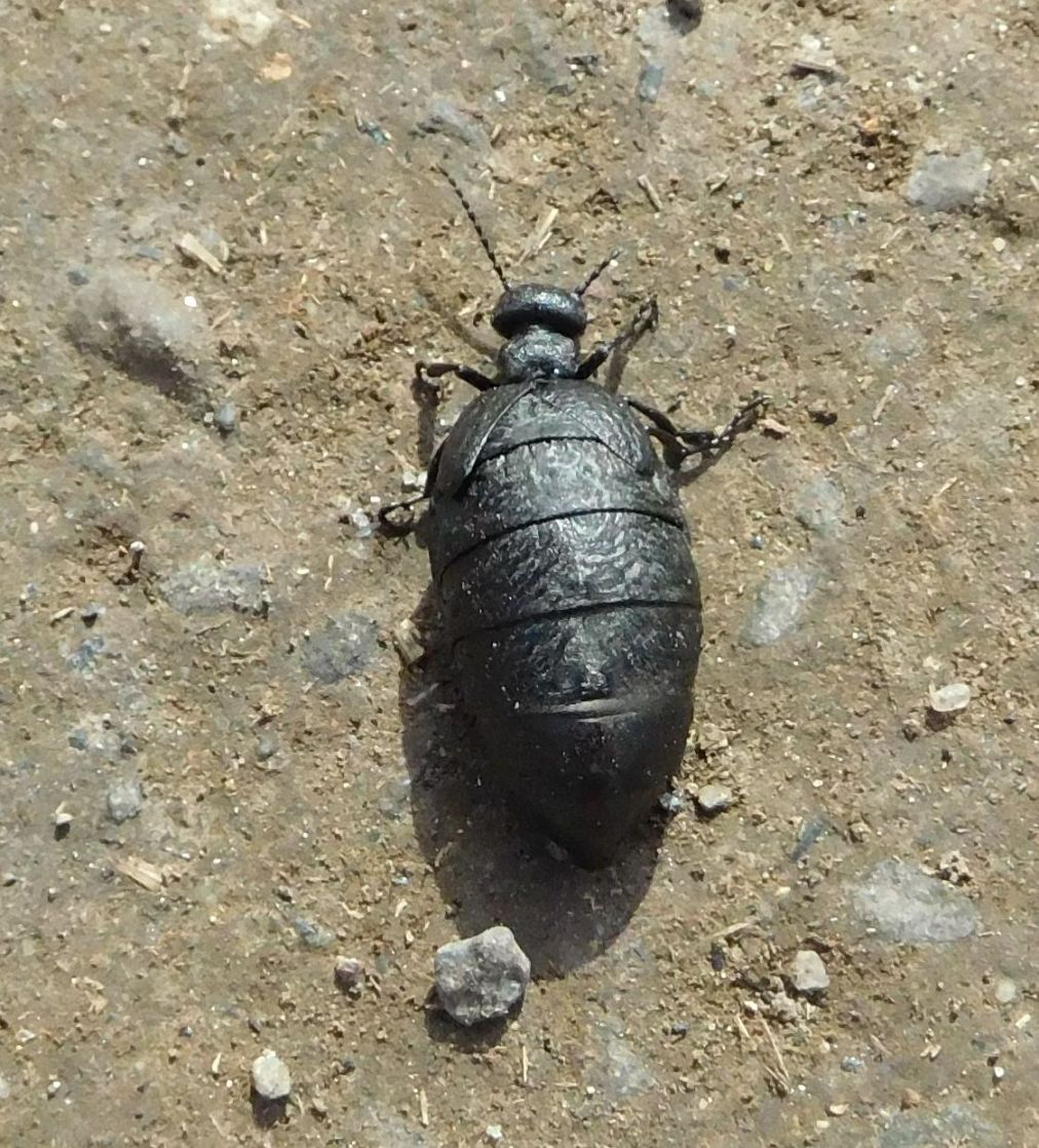 Meloidae: Meloe sp., M. mediterraneus (cfr.)