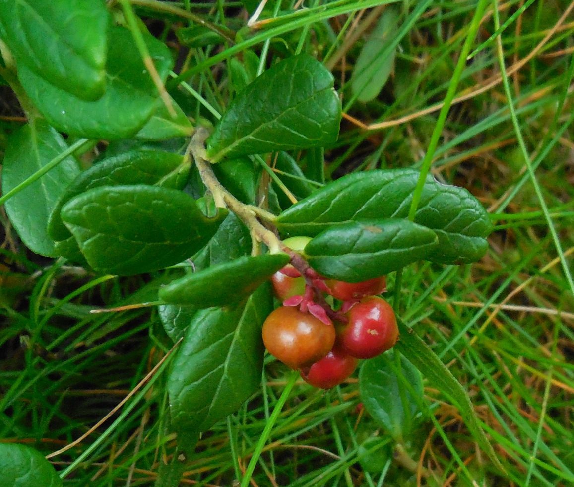 Vaccinium vitis-idaea / Mirtillo rosso (Ericaceae)