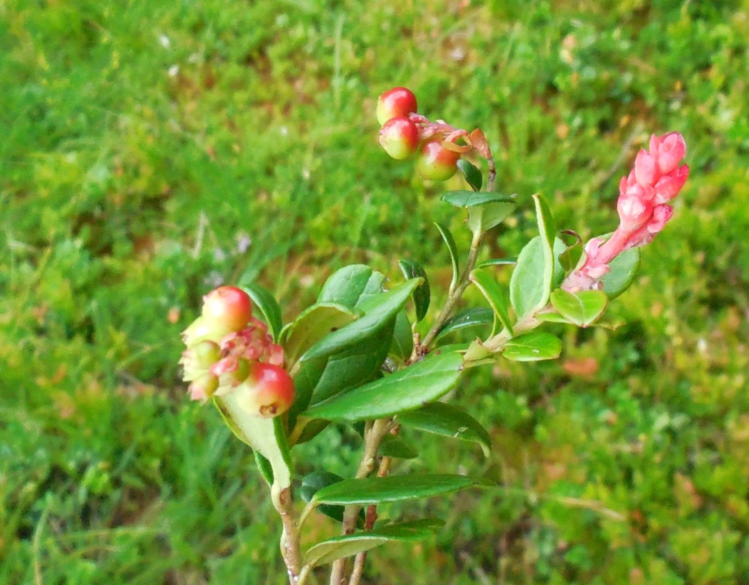 Vaccinium vitis-idaea / Mirtillo rosso (Ericaceae)