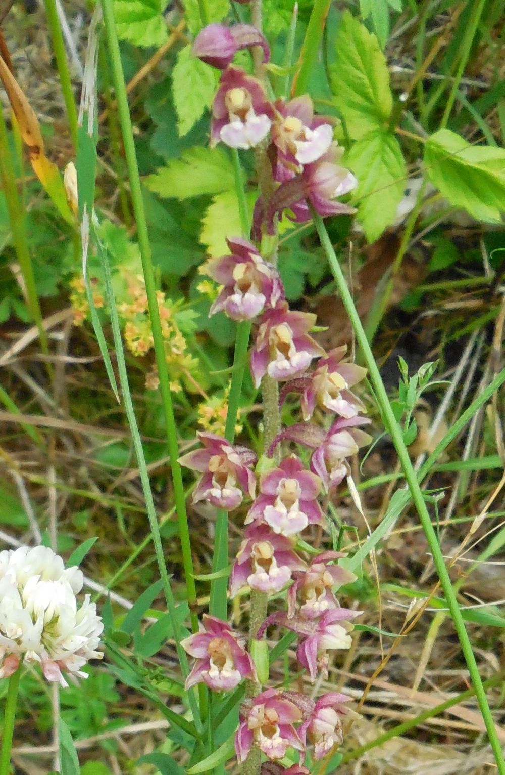 orchidea da determinare 10apr20