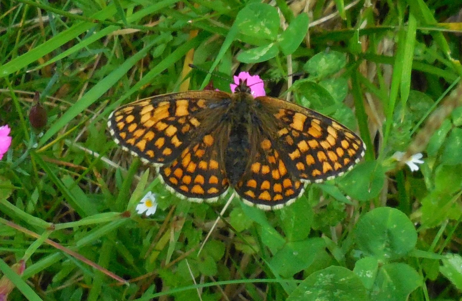 Melitaea athalia, Nymphalidae