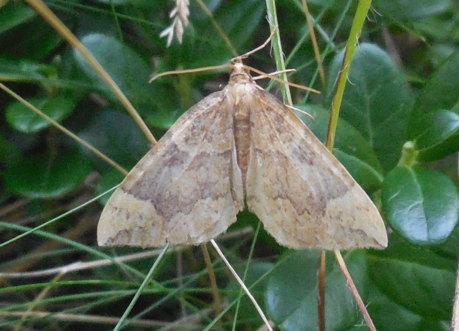 Geometridae da determinare: Eulithis populata