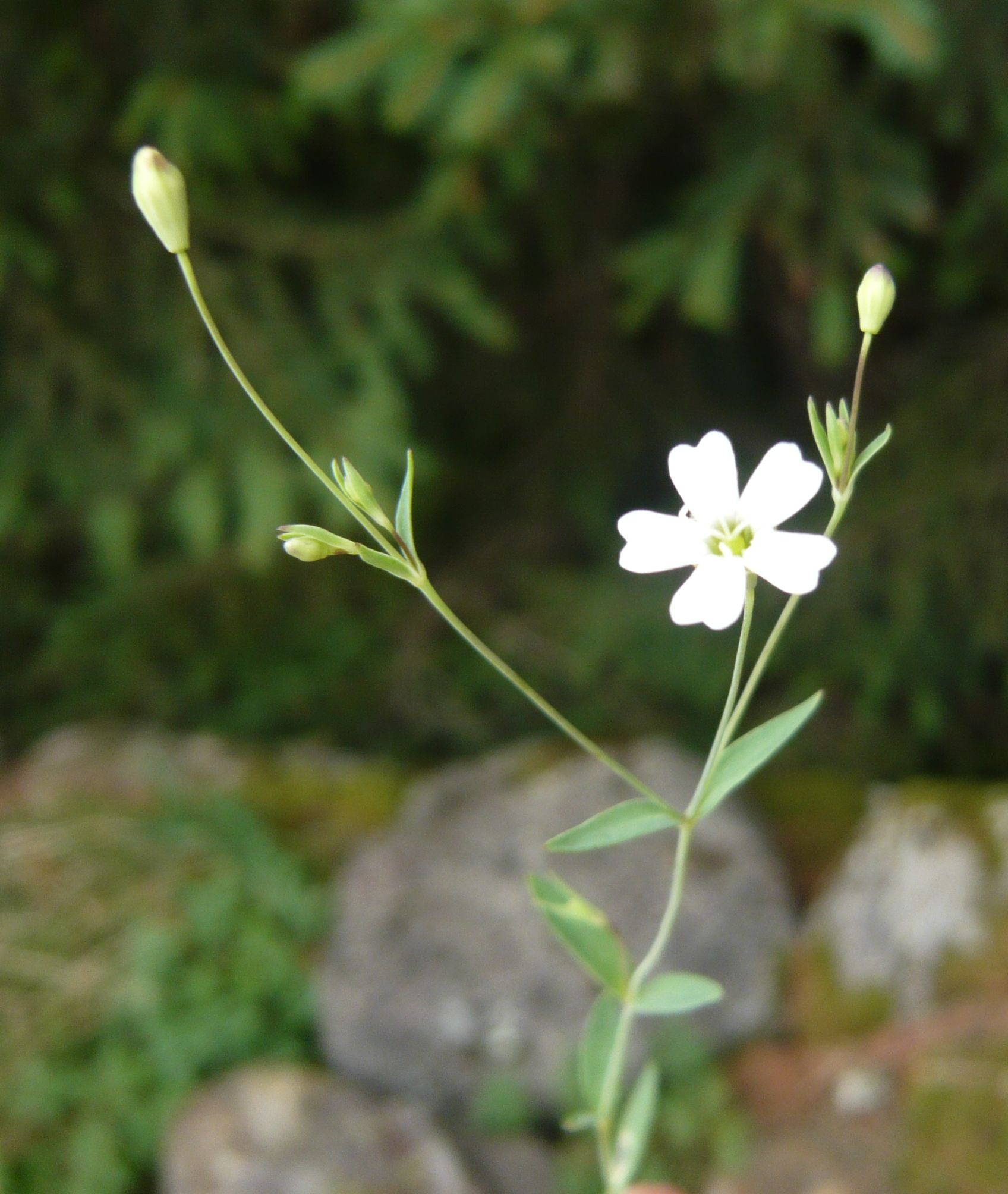 Atocion rupestre  (ex Silene rupestris)