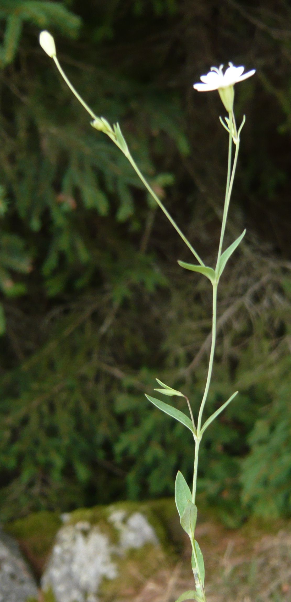 Atocion rupestre  (ex Silene rupestris)