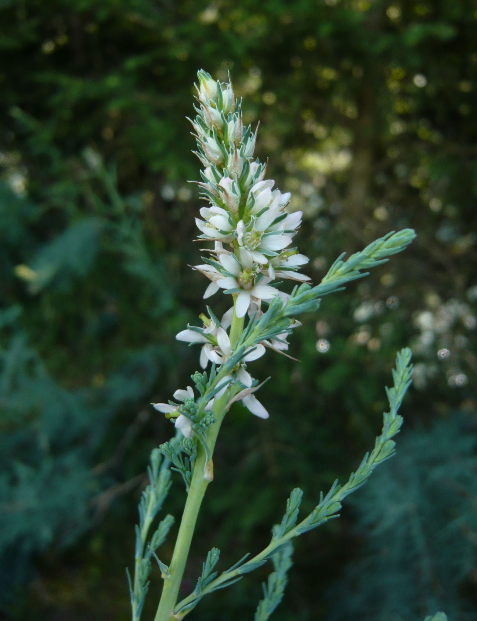 Myricaria germanica / Tamerice alpina