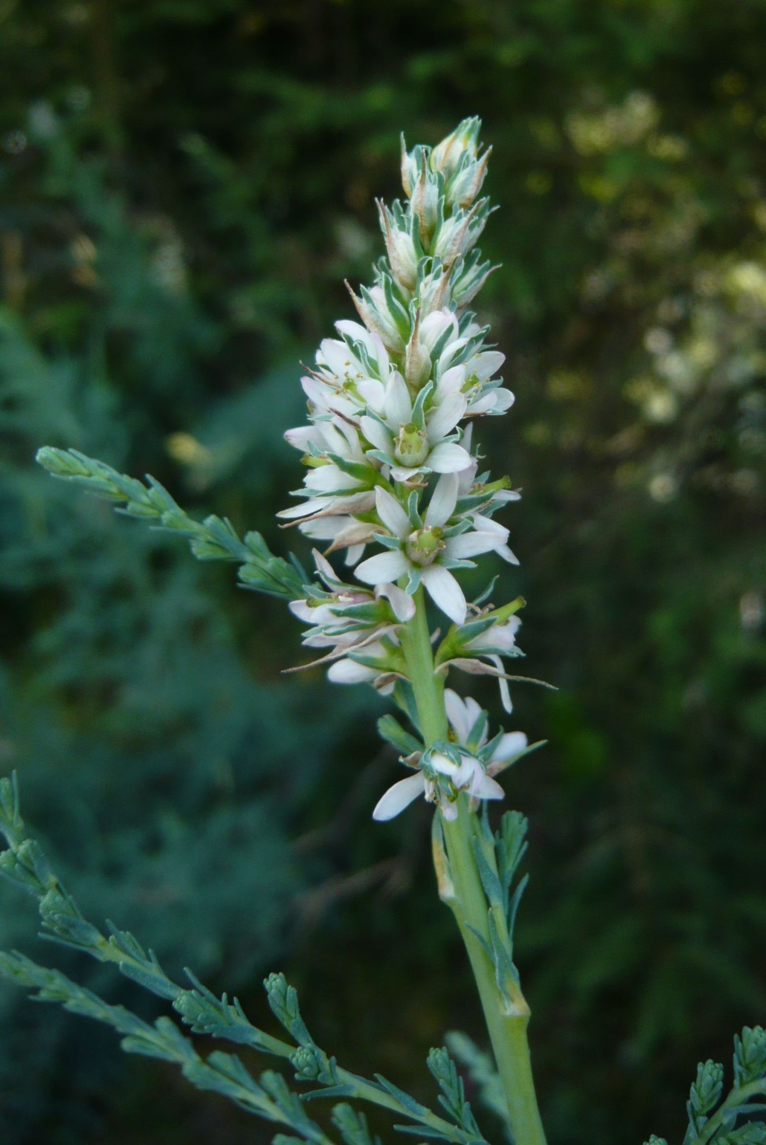 Myricaria germanica / Tamerice alpina