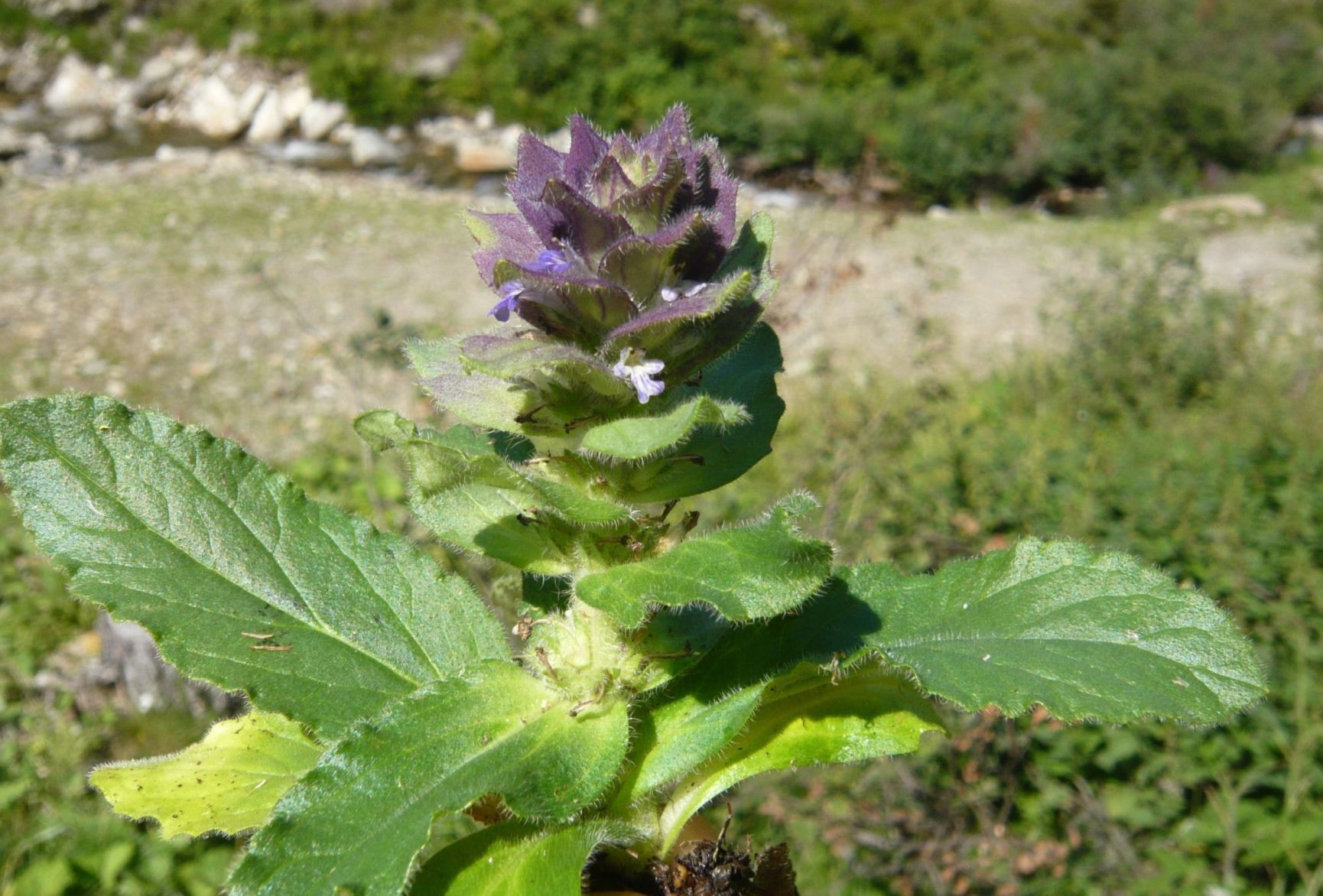Ajuga pyramidalis (Lamiaceae)