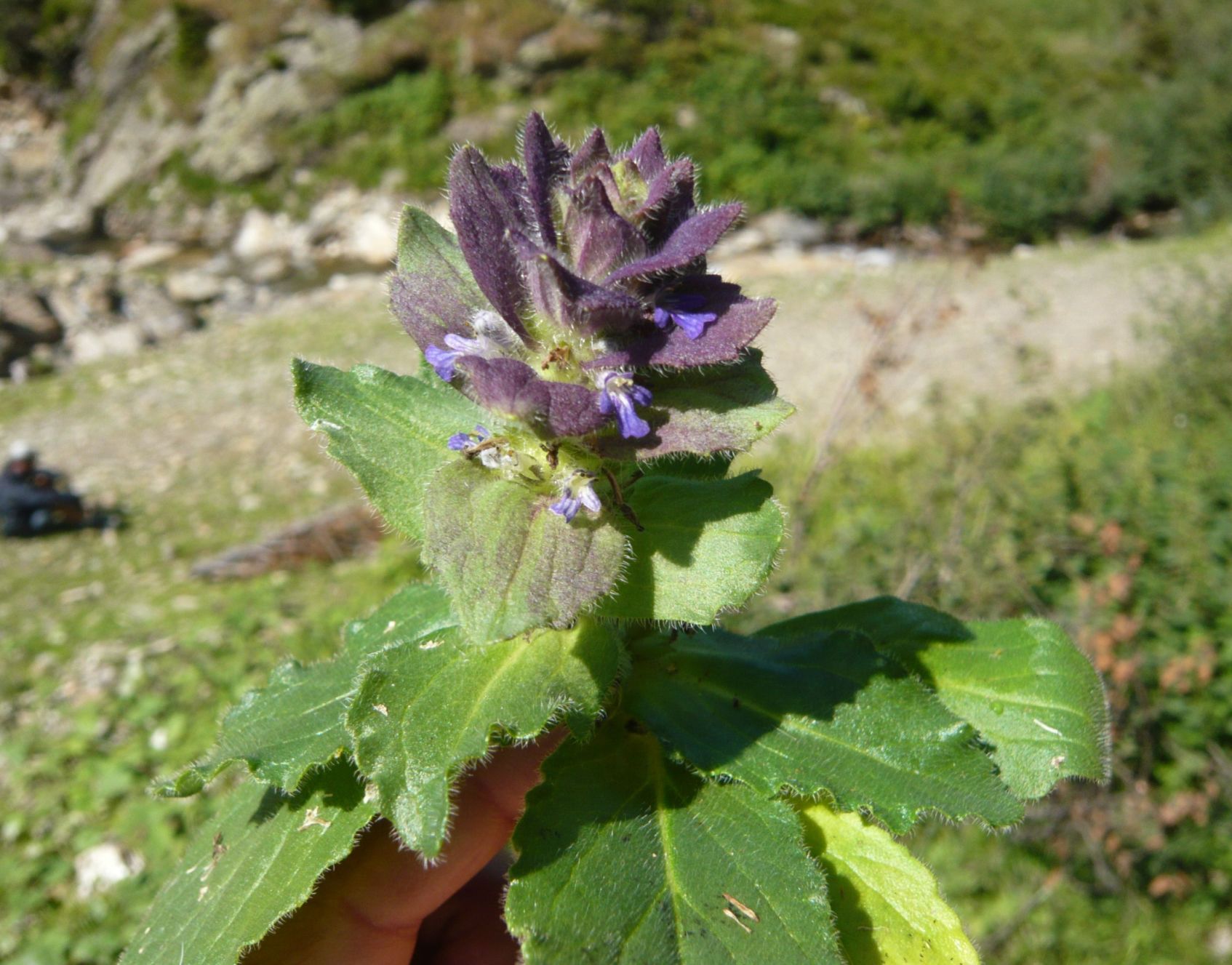 Ajuga pyramidalis (Lamiaceae)