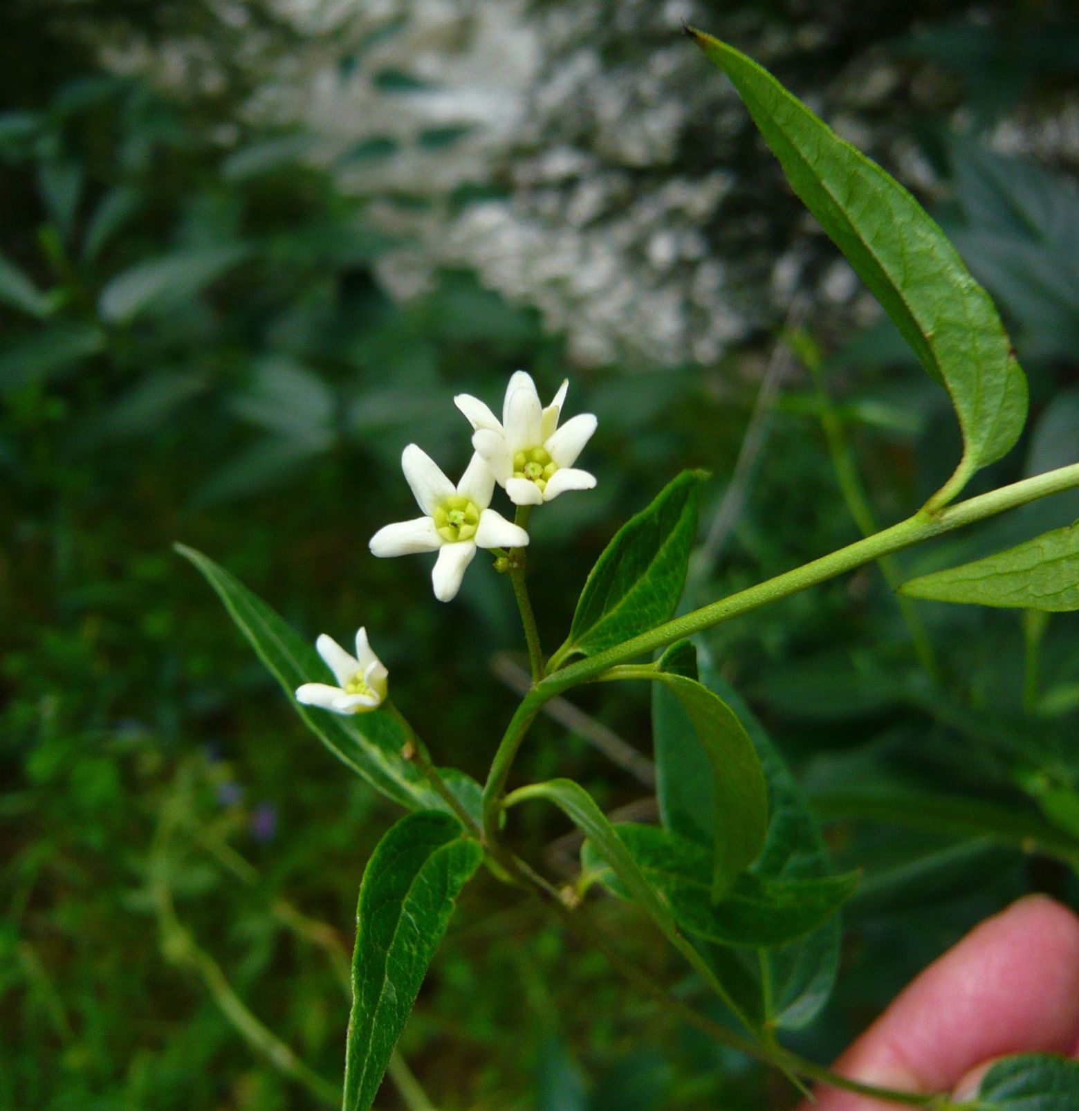 Vincetoxicum hirundinaria (Apocynaceae)