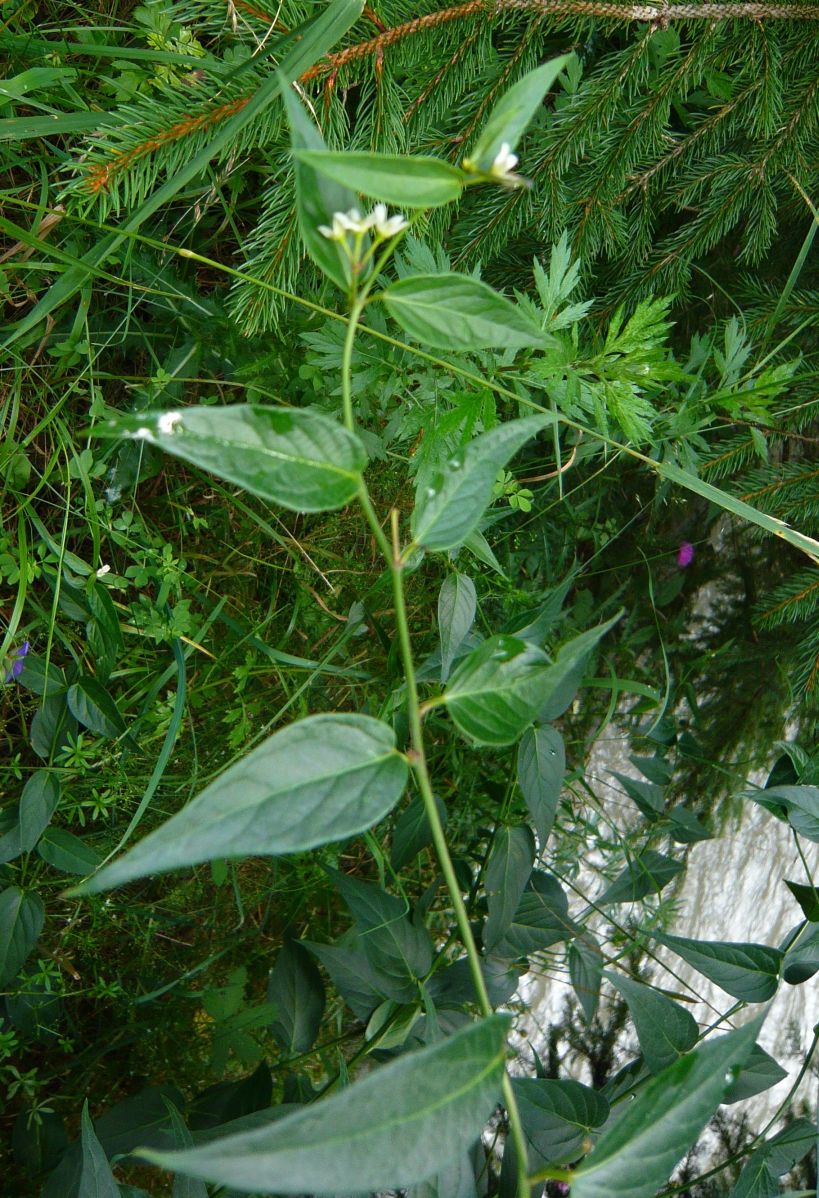 Vincetoxicum hirundinaria (Apocynaceae)