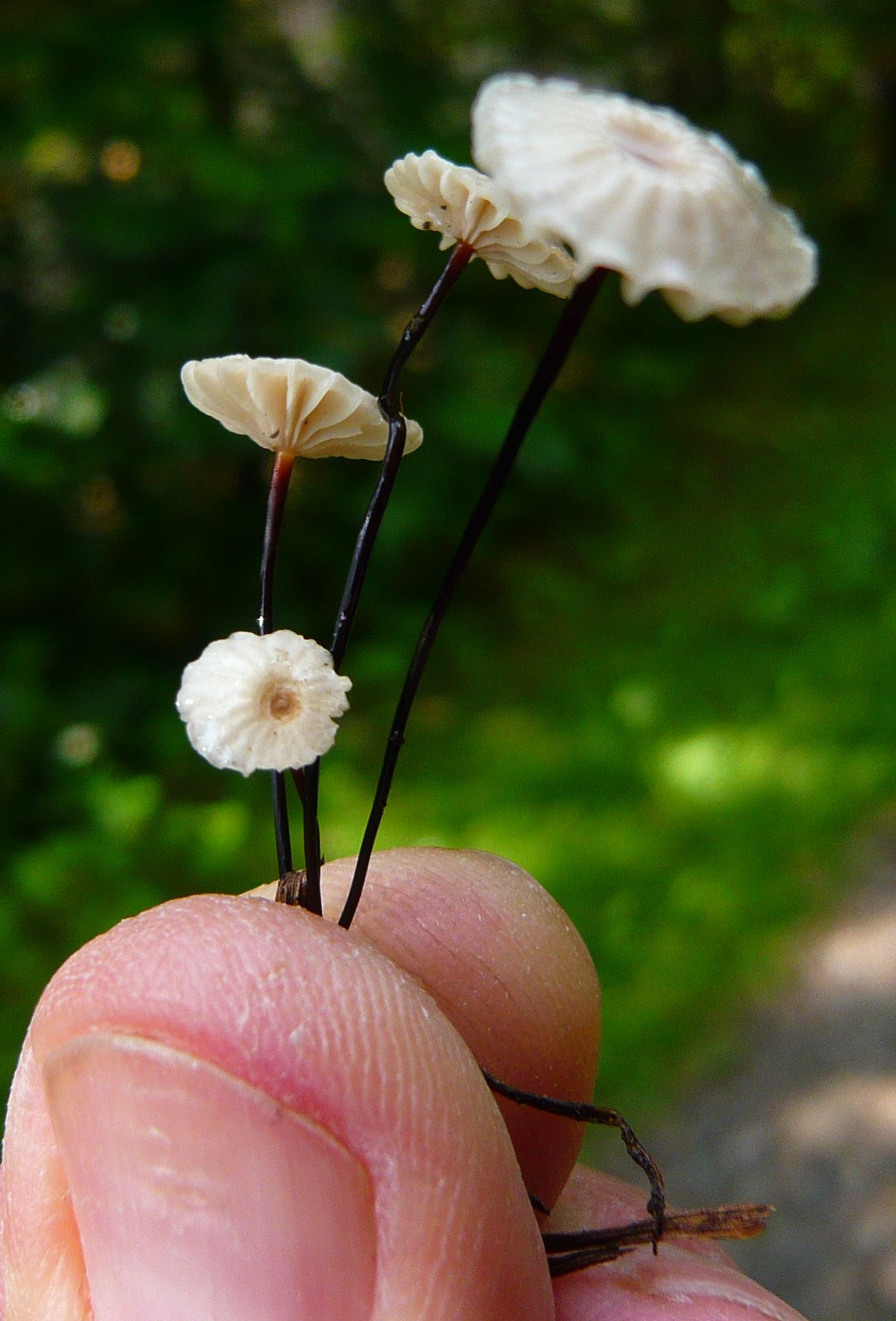 mini funghi da determinare 19apr20