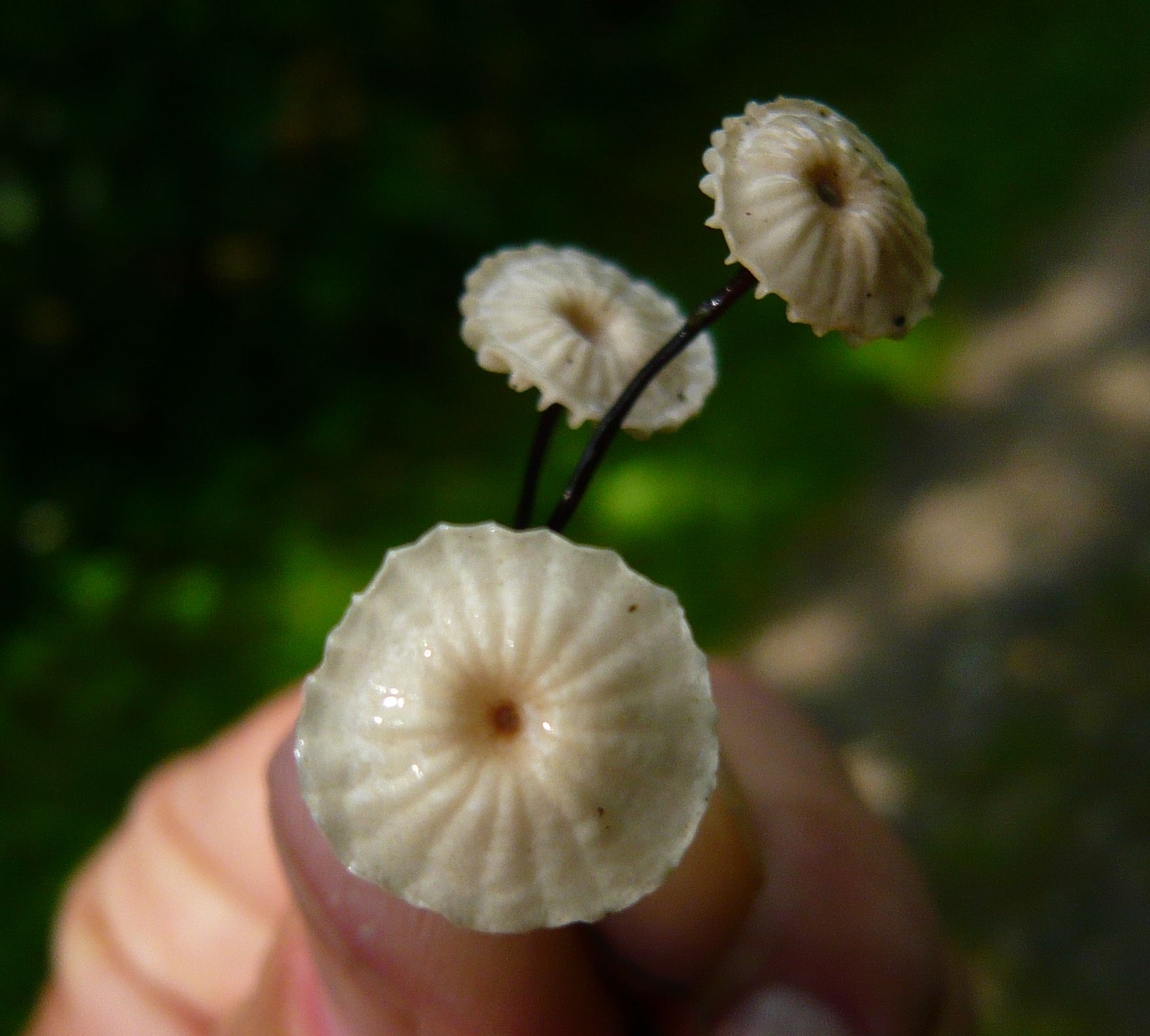 mini funghi da determinare 19apr20