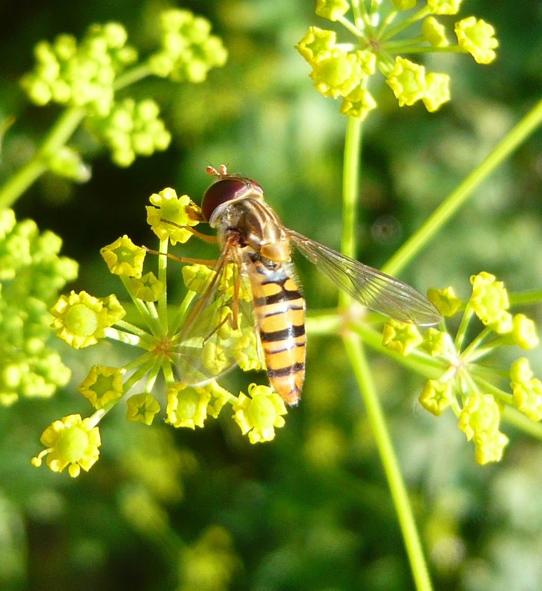 Syrphidae:  Episyrphus balteatus