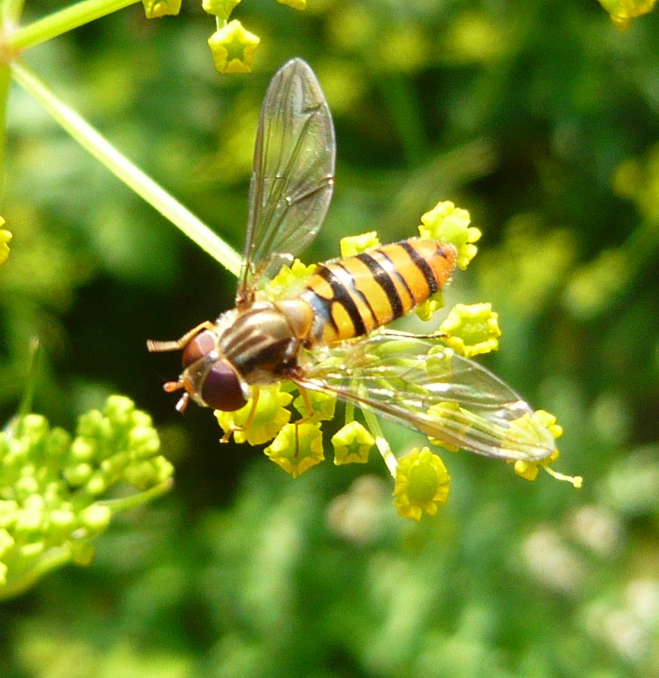 Syrphidae:  Episyrphus balteatus