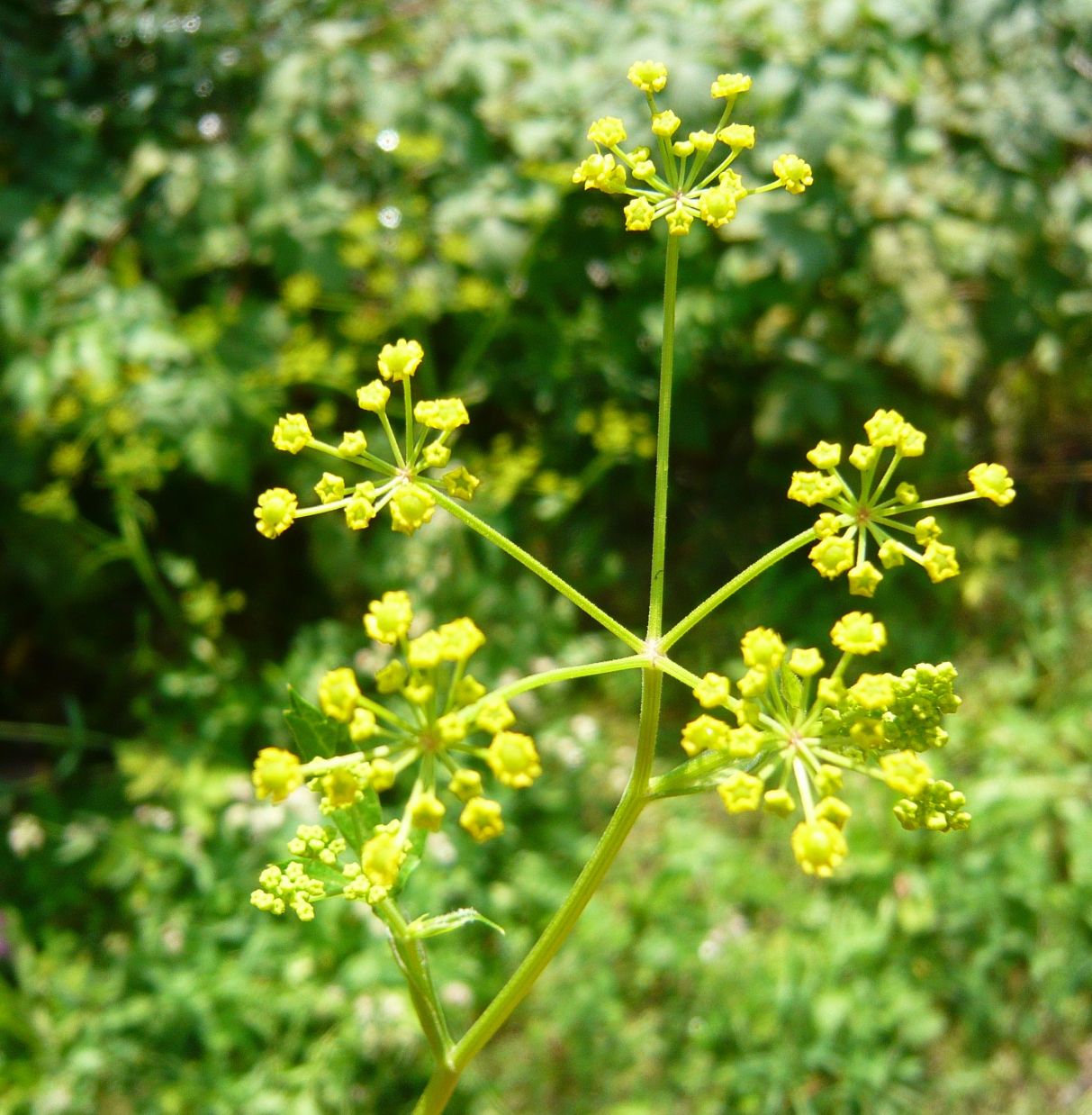Pastinaca sativa / Pastinaca comune