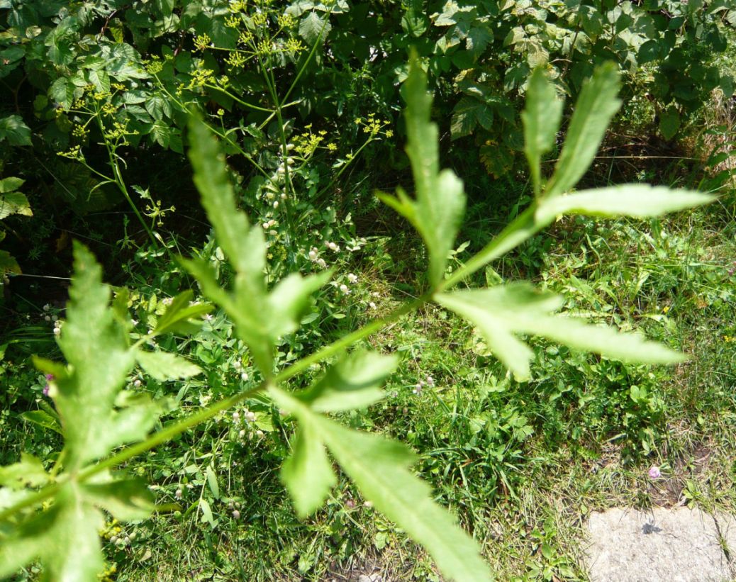 Pastinaca sativa / Pastinaca comune