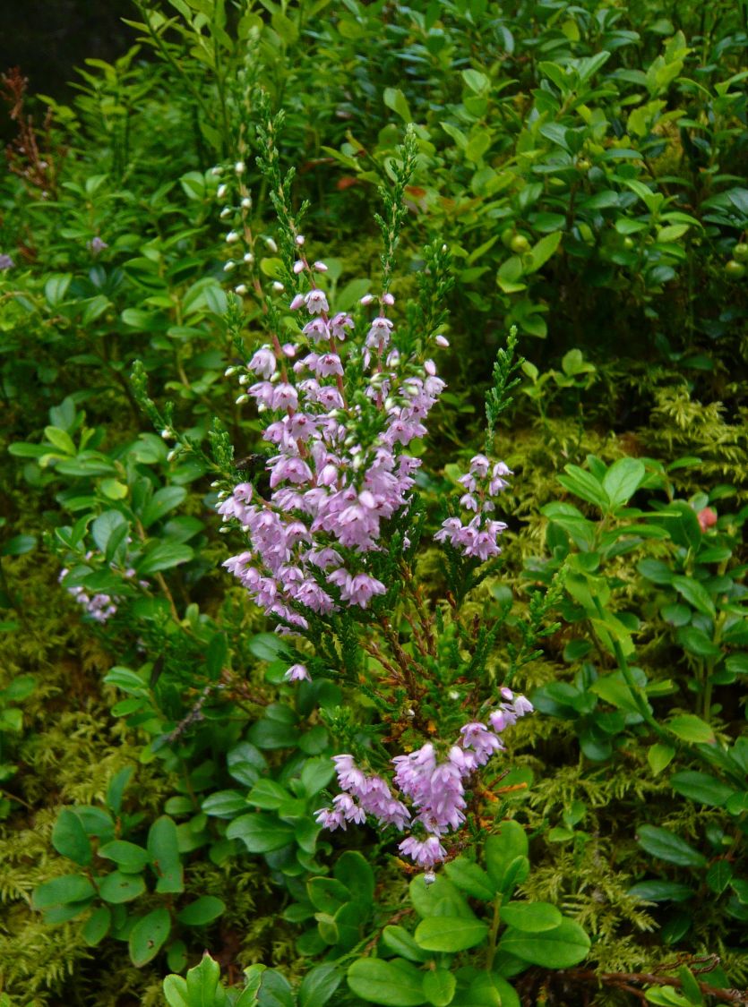 Calluna vulgaris / Brugo