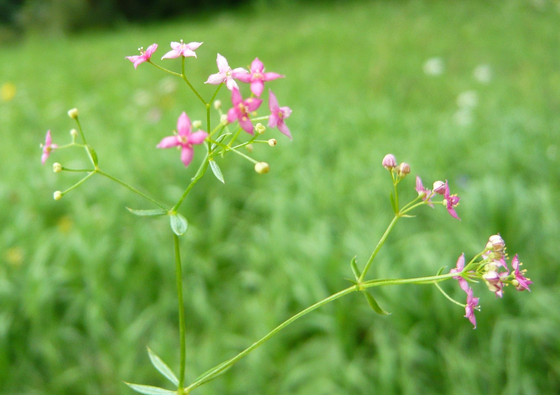 Galium rubrum (Rubiaceae)