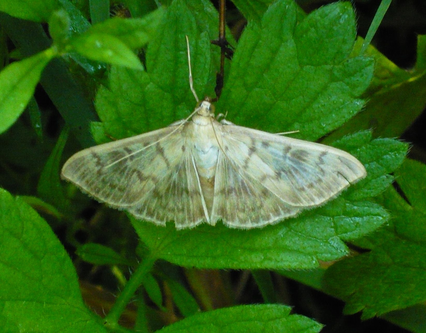 Geometridae (?) da determinare. No, Crambidae: Pleuroptya ruralis
