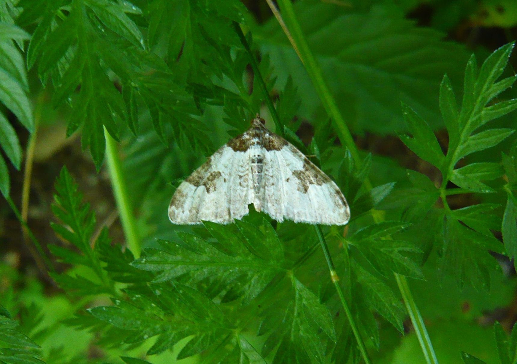 Geometridae da determinare: Xanthorhoe fluctuata
