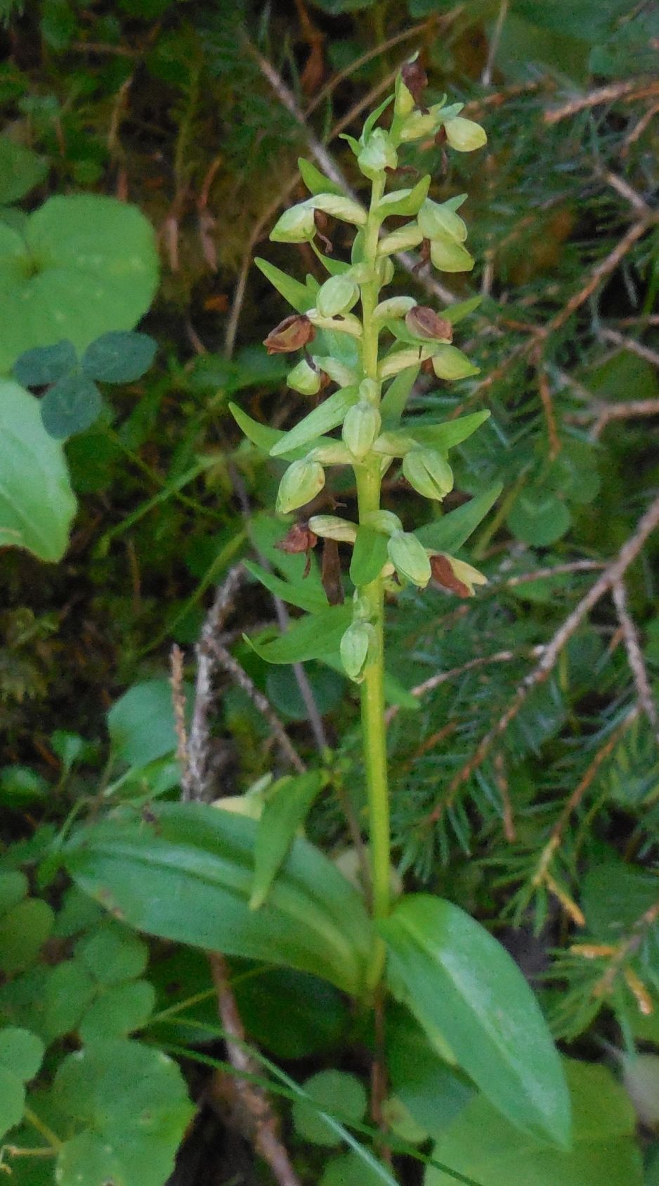 Coeloglossum viride