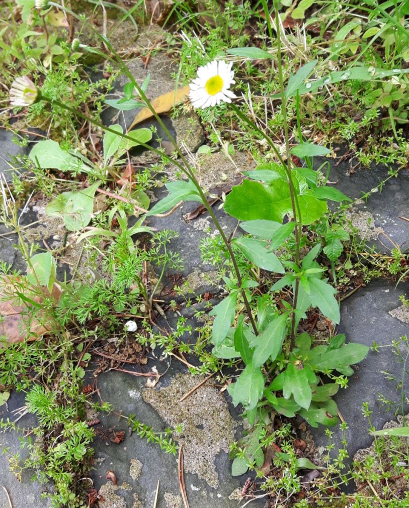 Asteracea  Erigeron karvinskianus