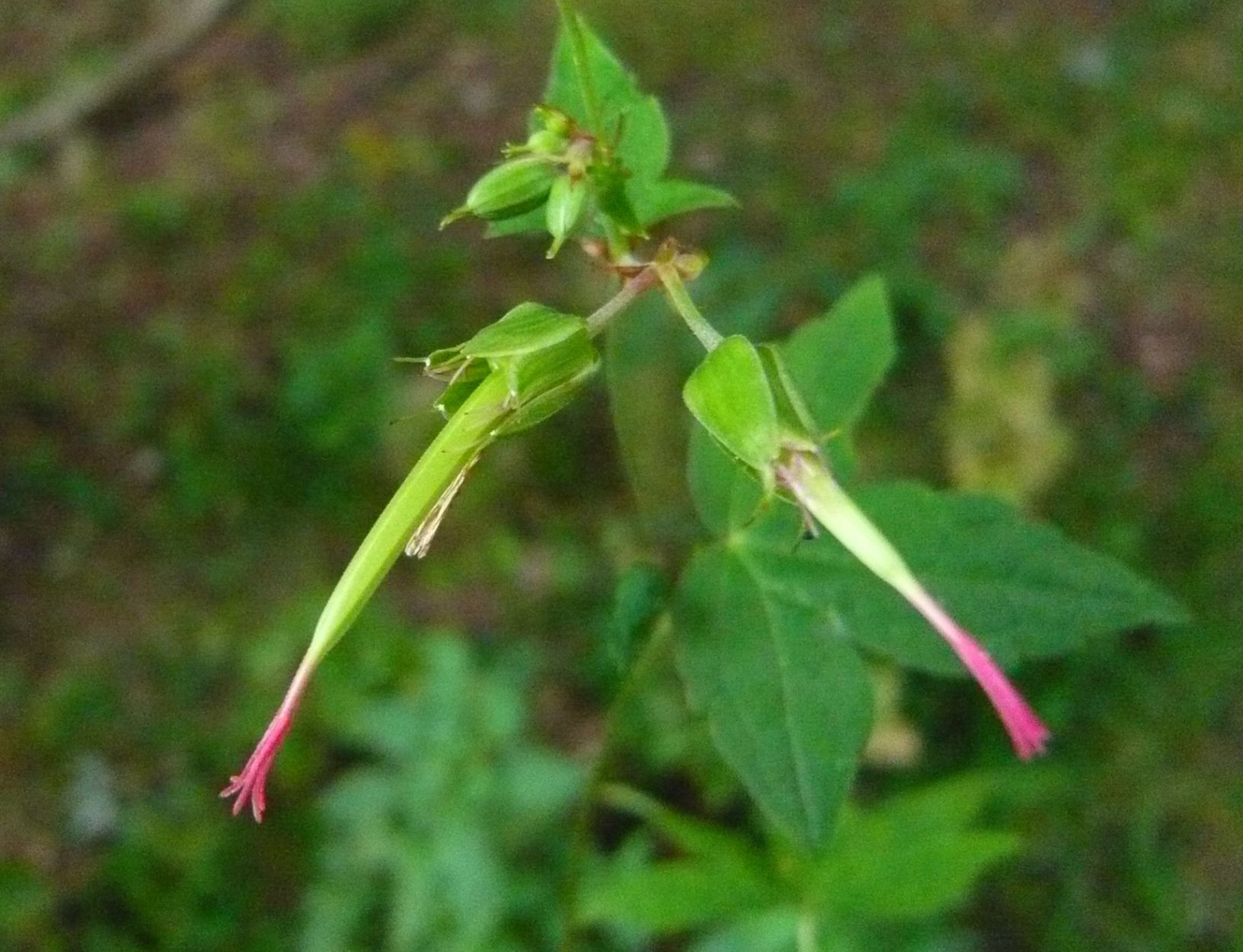 Geranium nodosum / Geranio nodoso