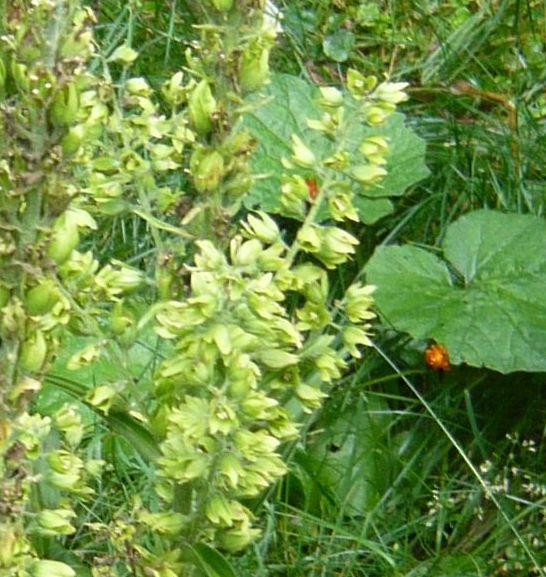 Veratrum album  (Melanthiaceae)