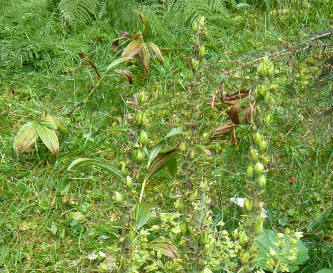 Veratrum album  (Melanthiaceae)