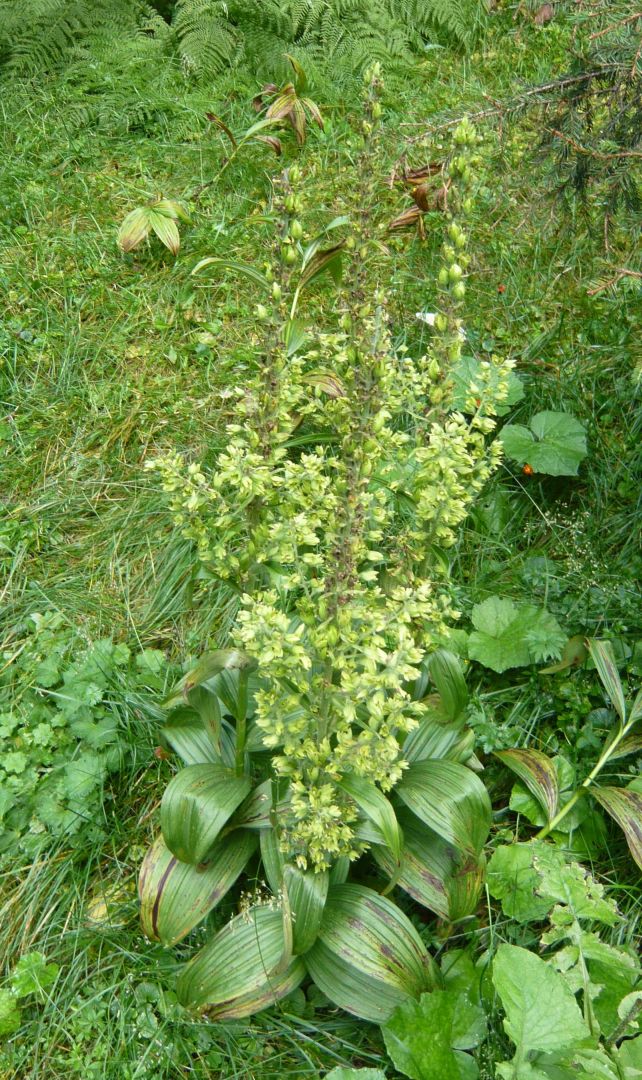 Veratrum album  (Melanthiaceae)