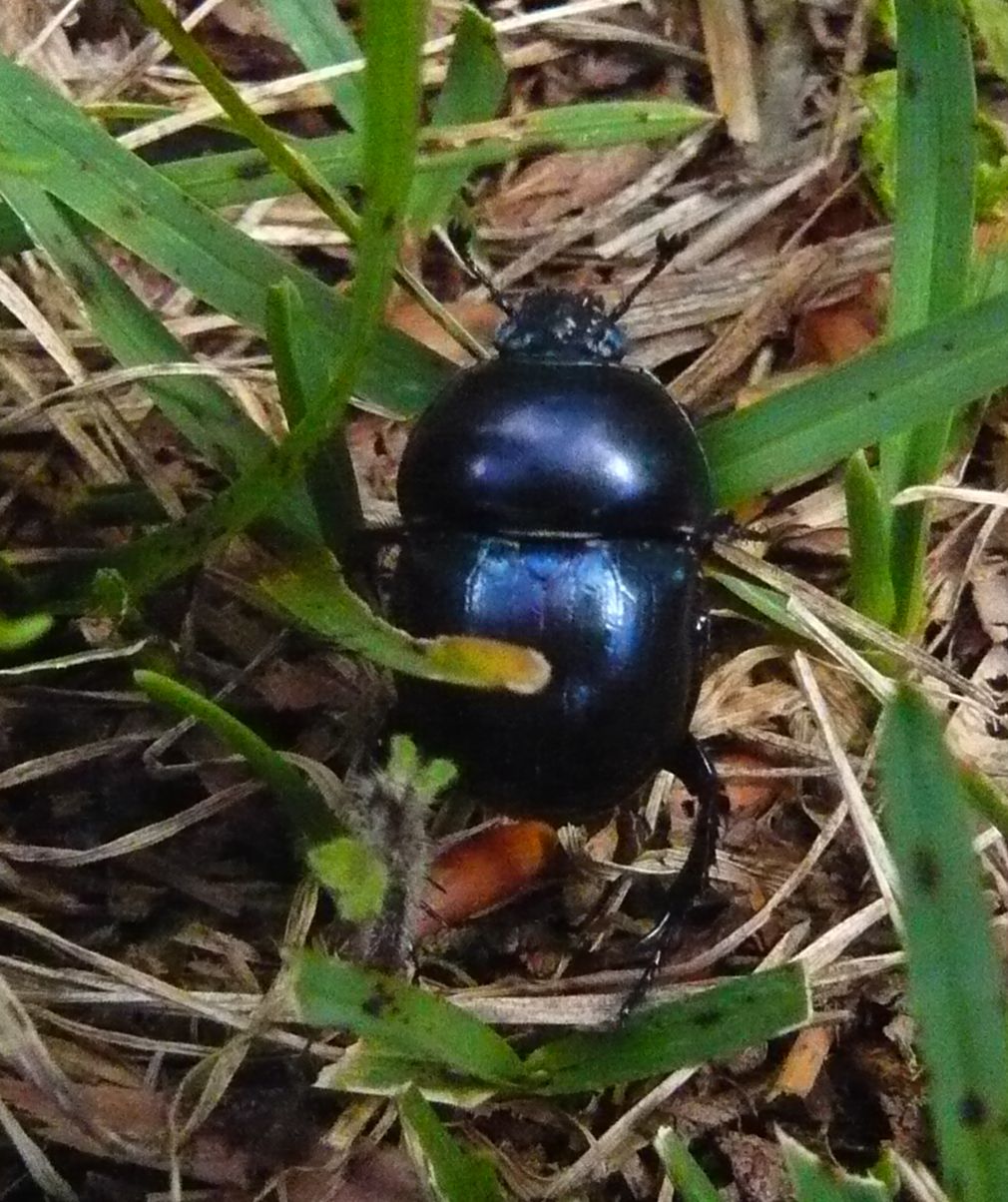 Geotrupidae: Trypocopris pyrenaeus