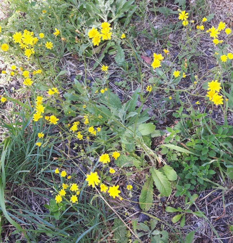 Crepis neglecta (Asteraceae)