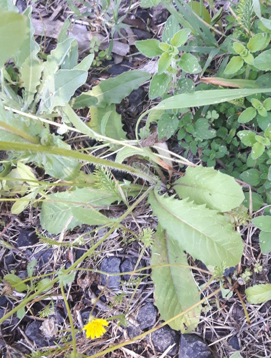 Crepis neglecta (Asteraceae)