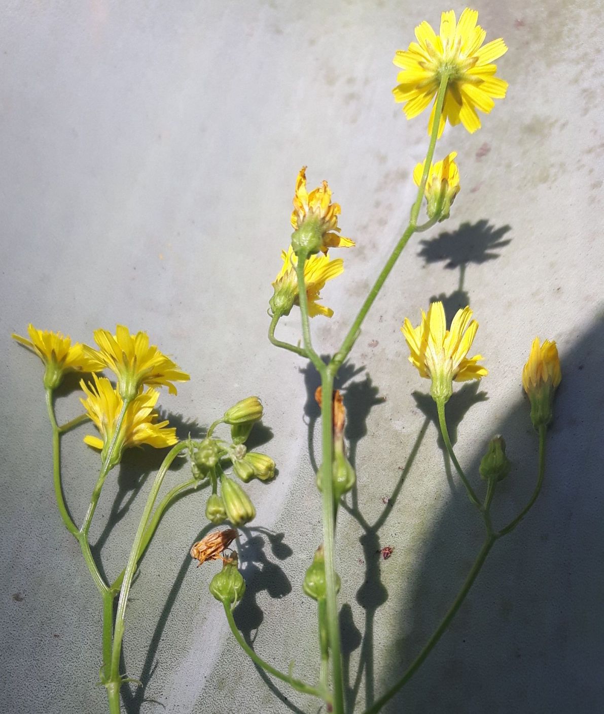 Crepis neglecta (Asteraceae)