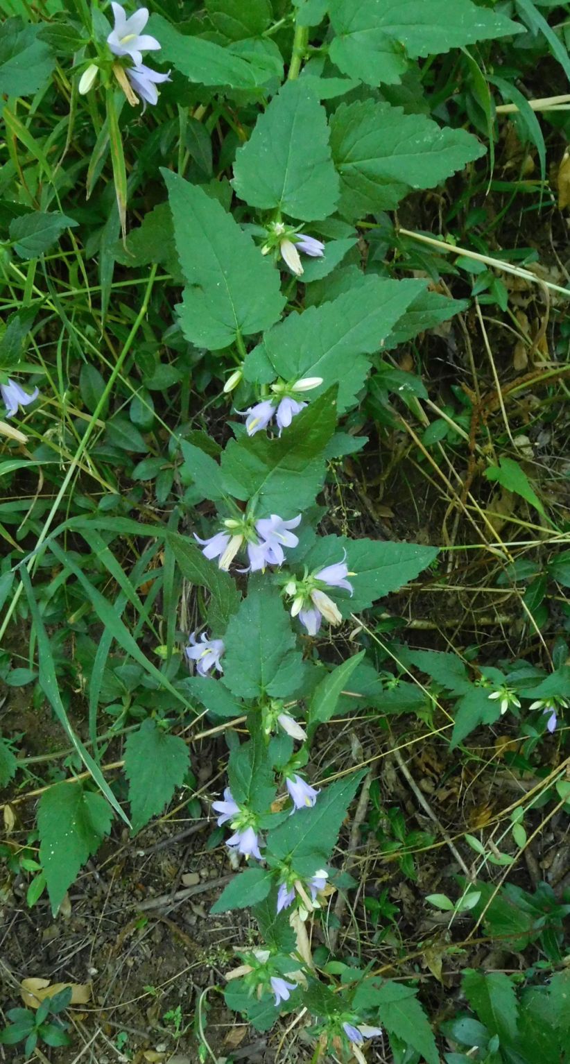Campanulaceae:  Campanula trachelium