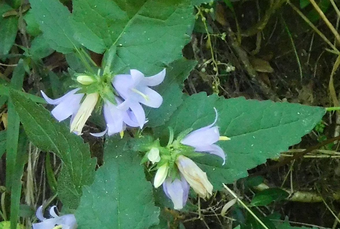 Campanulaceae:  Campanula trachelium