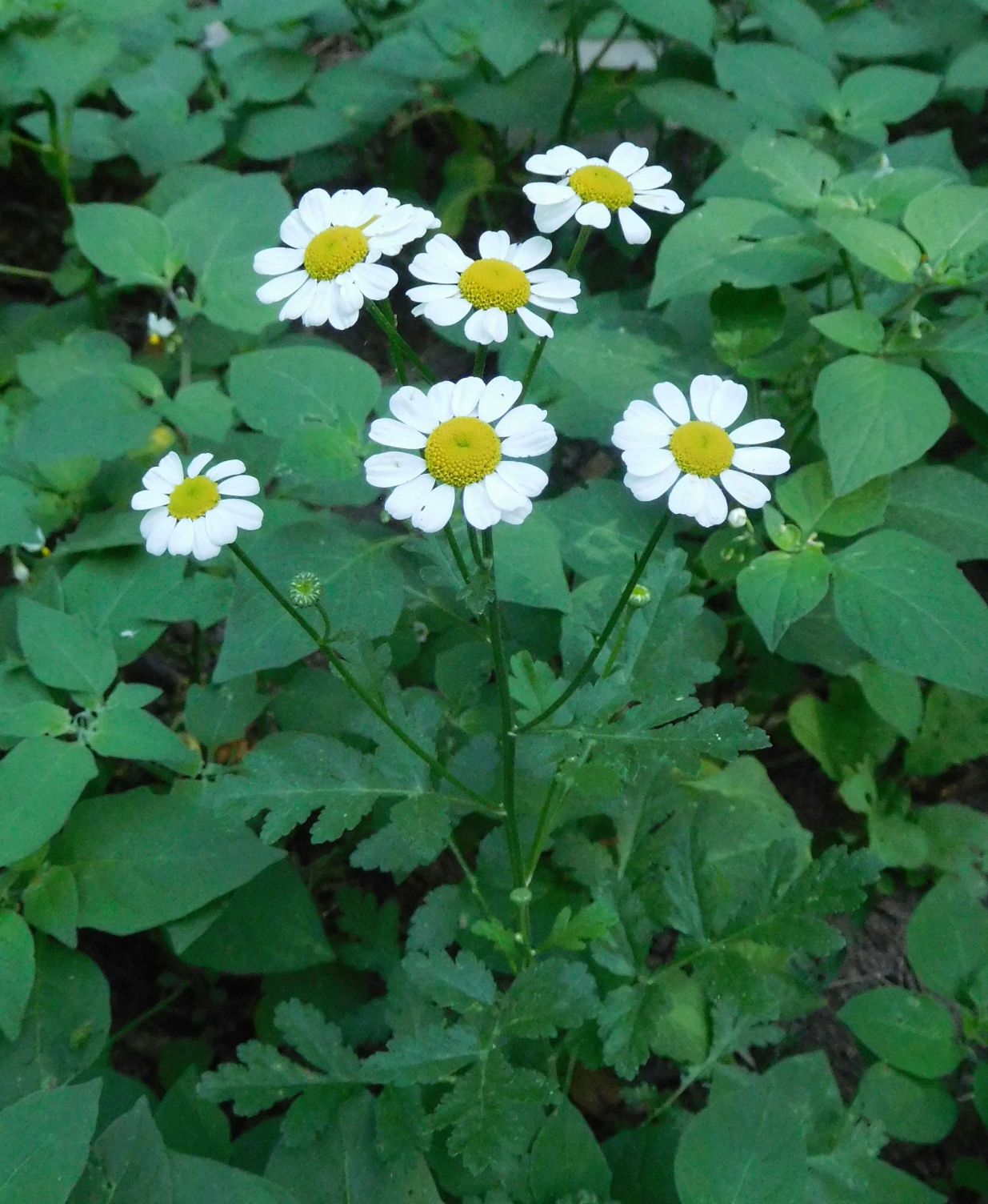 Asteraceae:  Tanacetum parthenium