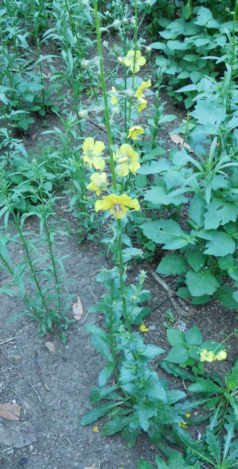Verbascum blattaria (Scrophulariaceae)